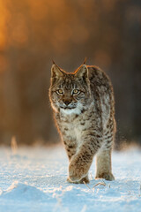lynx at frosty sunrise. young eurasian lynx, lynx lynx, walks in snow in cold morning. beautiful wil