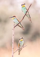 Wall Mural -  bee-eater on a branch