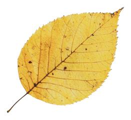 Wall Mural - PNG Yellow autumn leaf on white background