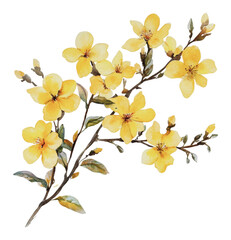 Wall Mural - PNG Beautiful yellow blossoms on a delicate branch