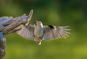 Wall Mural - Nuthatch flying to perch