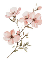 Wall Mural - PNG Soft pink flowers branch with delicate leaves