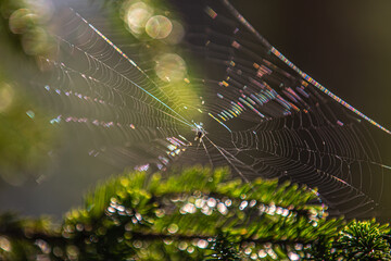 A web with drops of dew plays with rainbow colors in the rays of the morning sun.