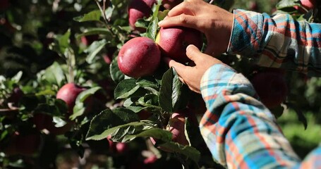 Canvas Print - Hands picking red apple in autumn garden