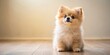 © Udomner - Cute pomeranian puppy gazing upwards in softly lit room , pomeranian, puppy, cute, whimsical, expression, gaze, upward, fluffy, adorable