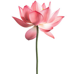 Wall Mural - A pink lotus flower isolated on a transparent background