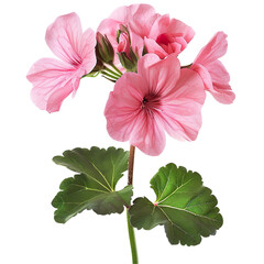 Wall Mural - A pink geranium isolated on a transparent background