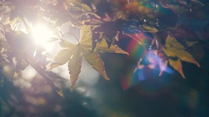 Wall Mural - dramatic view of maple leaves on a tree swaying in wind in autumn or fall, nature or outdoor, nostal