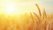 © Dzunstock - Golden wheat field at sunrise with warm sunlight, symbolizing harvest and abundance.
