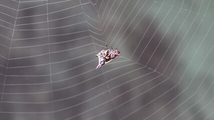 A colorful crab spider. Attractive for nature photography.