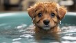 © Parsudi - A cute puppy swimming in a tub with water droplets on its fur.
