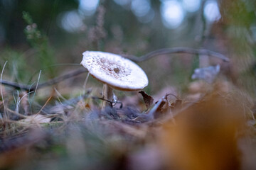 Wall Mural - white Amanita sp. mushroom on forest ground. Amanita citrina