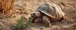 © Thares2020 - Tortoise Munching Leaf Slowly in Desert Environment Concept of Patience and Resilience
