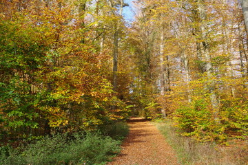 Wall Mural - Herbstwald