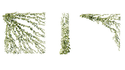 Wall Mural - Ivy vines on wall isolated on transparent background. Modern illustration plant with green leaves, home interior, garden landscaping or floral design element.