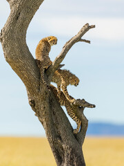 cheetah on the tree in masai mara national reserve