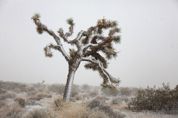 Snow-covered Joshua tree in a desert landscape during snowfall