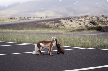 Arctic fox with her young puppy walking in a car park in Iceland