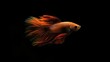 © Samady - Betta fish swimming under a soft spotlight, creating beautiful shadows