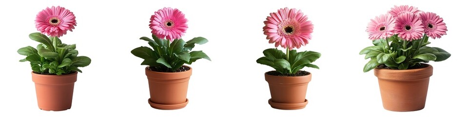 Wall Mural - Beautiful Pink Gerbera Daisy Plants with Lush Green Foliage in Traditional Terra Cotta Pots