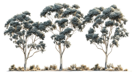 Eucalyptus tree isolated on transparent background for garden design.
