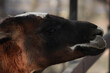 © yta - llama head close up, brown fur lama in rural pasture, mammal grazing in nature