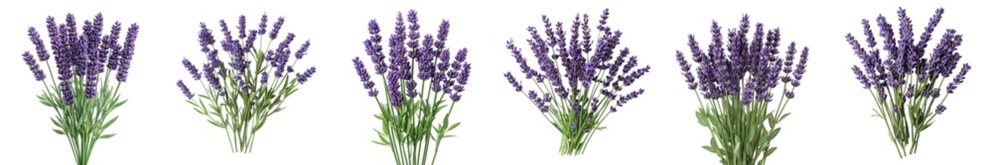 Wall Mural - Fresh Lavender Bunch with Vibrant Purple Blooms Isolated on Transparent Background