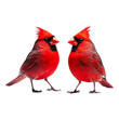 © Dhiman - Red cardinal birds isolated on transparent background