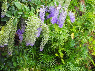 Wall Mural - Queen's wreath tiny, dark purple petals sit on five-pointed star-shaped bracts. Sandpaper vine has five deep petals that connected into tube. A  Purple Wreath flowers in full bloom throughout the year