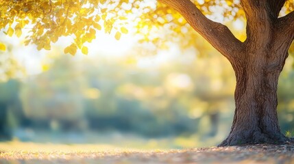 Poster - Tree with sunlight filtering through leaves in a serene outdoor setting.
