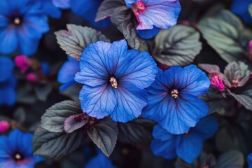 Wall Mural - A close-up shot of a bunch of blue flowers, perfect for use in designs and illustrations