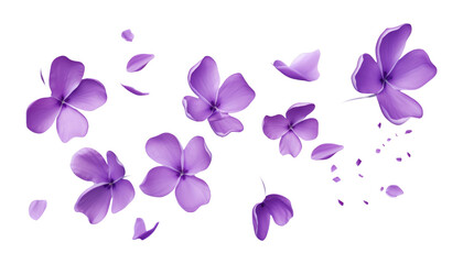 Wall Mural - flying purple petals isolated on transparent background cutout