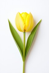 Wall Mural - A vibrant yellow tulip against a white background, showcasing its delicate petals and green leaves, symbolizing beauty and renewal.