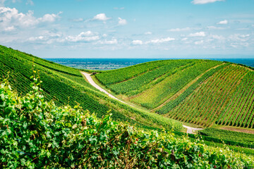 Wall Mural - sunny french vineyards in alsace