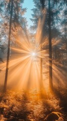 Wall Mural - sun rays shine through the trees in a misty forest.