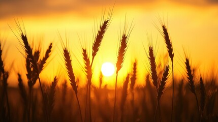 Wall Mural - silhouette of wheat stalks against a sunset capturing the essence of nature and tranquility in an ag