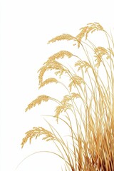 Wall Mural - Golden rice stalks against a white background.