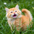 © Omri - Fluffy orange cat in grass, mouth open, with whiskers, tail, and snout