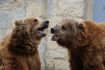 Wall Mural - cute brown bears in lisbon zoo