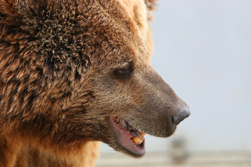 Wall Mural - big brown bear head close up