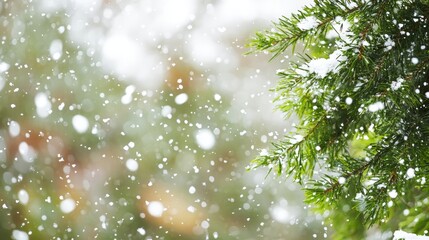 Wall Mural - Snow-laden tree branch, thickly blanketed in pristine white snow.