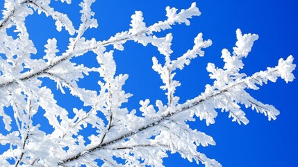 Wall Mural - Snow-dusted tree branches set against a vivid blue sky.