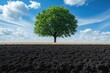 © NikahGeh - Single Tree Standing Tall Against a Cloudy Sky Over Plowed Field