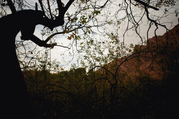 Wall Mural - Twisted Tree Silhouette Against Cloudy Sky