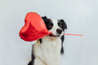 © Юлия Завалишина - St. Valentine's Day concept. Funny cute puppy dog border collie holding red heart balloon in mouth isolated on white background. Lovely dog in love on valentines day gives gift