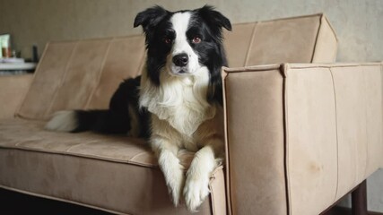 Poster - Cute puppy dog border collie lying down playing with funny face on couch at home indoors. Pet dog resting ready to sleep on cozy sofa. Funny emotional dog Love for pets friendship companion pet care