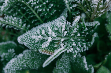 Wall Mural - Beatiful frozen plants. Hoarfrost on the leaves. Natural winter background. Macro nature