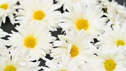 Wall Mural - white chrysanthemums