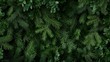 © BrandwayArt - Lush fir tree branches create a vibrant green background for nature lovers