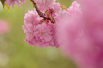 Wall Mural - twig of sakura in full blossom closeup view. springtime zen. beautiful nature background in spring season. march freshness